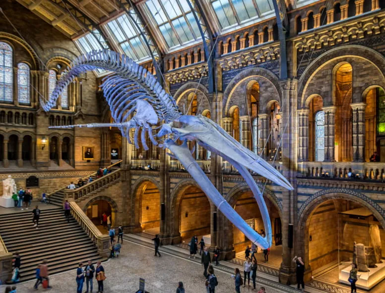 Hull Trains destination London History Museum