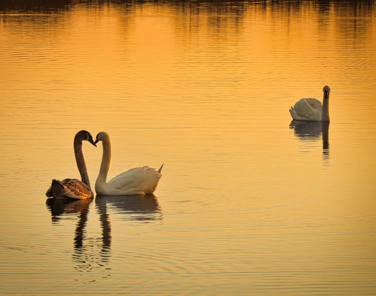 Brough swans