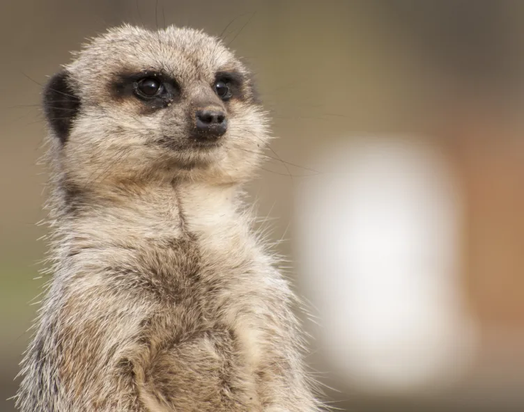 Doncaster Yorkshire Wildlife Park Meercat
