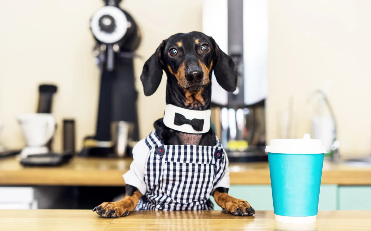 dachshund barista