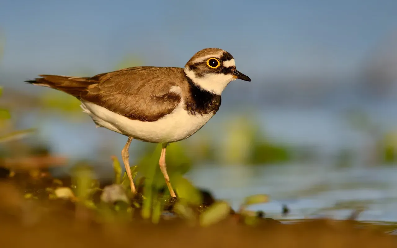 Ringed Plover