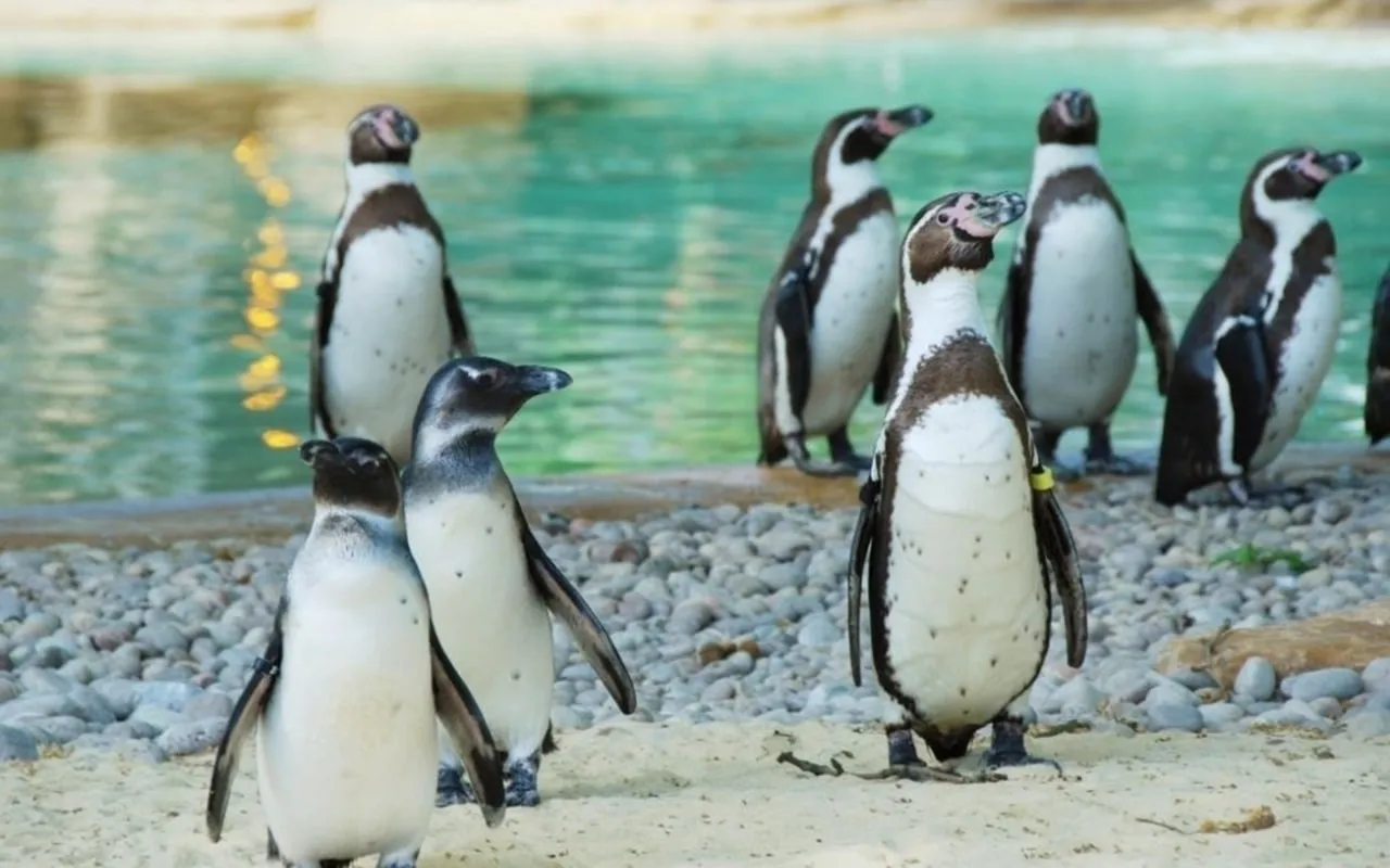 Penguins at London Zoo